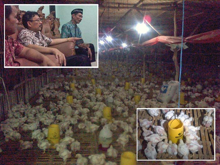 Syukur Iwantoro Tengah Malam Sidak ke Peternakan Ayam 